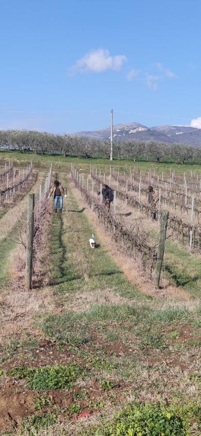 Vigna Al Parco Aparthotel Alvito Kültér fotó
